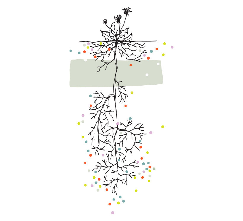 05-tegeltuin-roots-nutrients