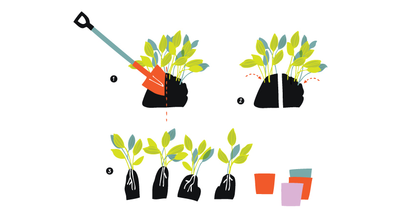 06-tegeltuin-splitting-plants